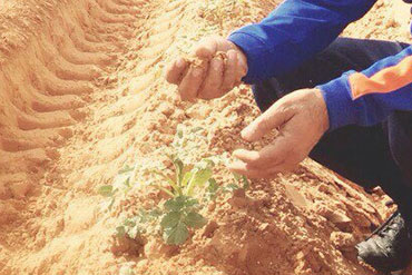 hand with turba libya