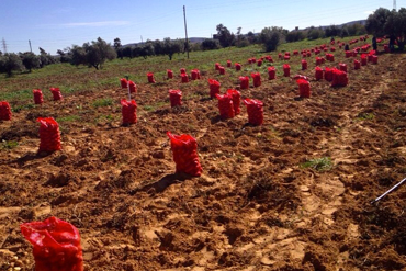 libyan potatoes ready for export