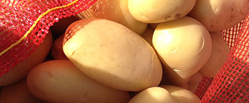grow retail processing export