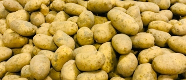 بذور أو تقاوي البطاطس