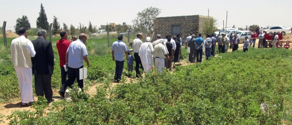 دعوة عامة لليوم الحقلى الارشادى المشترك لشركة اتش زد بي سي HZPC يوم الخميس الموافق 20 يونيو2013 فرنجي  وذلك بالتعاون مع إدارة التعاون و  الإرشاد و الإعلام الزراعي