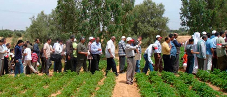 دعوةعامة لليوم الحقلى الارشادى المشترك لشركتى اتش زد بي سي HZPC  يوم التلاتاء الموافق25   مايو2010  فرنجي