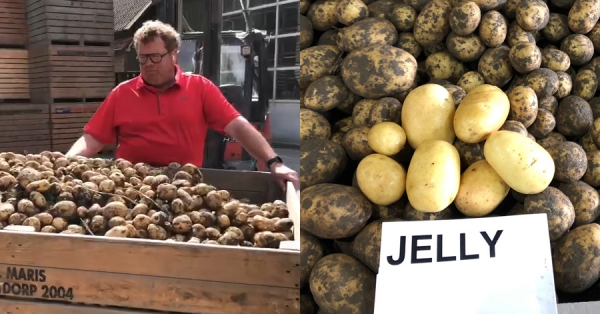 حصاد صنفي جيلي  ودوناتا في يوم الحصاد الوطني لمحصول البطاطا في هولندا  الموافق 4 سبتمبر من كل عام