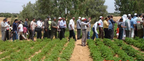 دعوةعامة لليوم الحقلى الارشادى المشترك لشركتى اتش زد بي سي HZPC يوم التلاتاء الموافق 11 يونيو2013 فرنجي  وذلك بالتعاون مع المركز الوطني للإرشاد و الإعلام الزراعي
