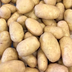 دوناتا الهولندية