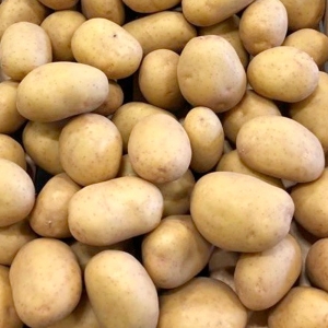 جيلي الهولندية