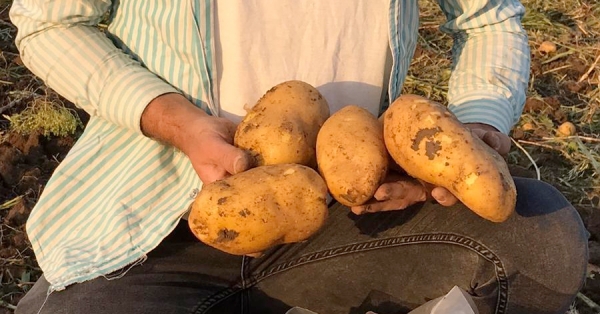 جديد في السوق:  جيلي Jelly و دوناتا Donata